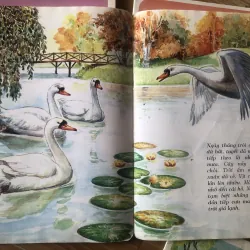 Tủ sách búp bê - combo 5c  1004087