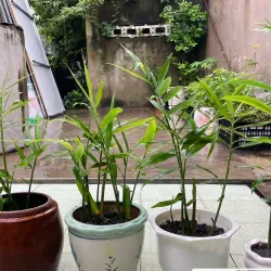 Bí kíp trồng gừng