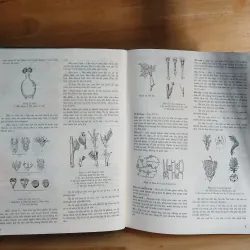 Từ Điển Thực Vật Thông Dụng (Tập 1) - Võ Văn Chi 976204