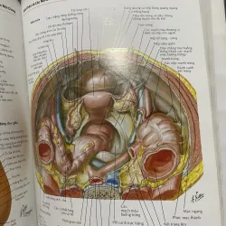 ATLAS GIẢI PHẪU NGƯỜI - FRANK H. NETTER, MD - sách dày, in màu  961604
