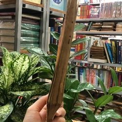 ĐƯỜNG THI - NGÔ TẤT TỐ 474795