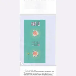 Trà tìm sen San tuyết cổ thụ Sunbeleaf 747558