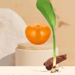 Kem nghệ Thorakao 7g 1009319