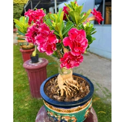 Hạt giống hoa sứ ghép Thái Lan cánh tiên đỏ cánh to - Bịch 10 hạt – Mã số 1272 341903