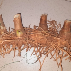 Củ cát lồi - củ cây mía dò, củ tươi  503471