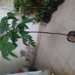 Cây khế chua - cây giống, cao 60-80cm