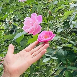 Vòng đá Ưu Linh 903278