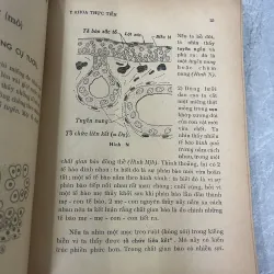 ẤP XE PHỔI - LƯƠNG PHÁN, NGUYỄN THỊ LỢI 785813