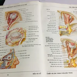 3. ATLAS GIẢI PHẪU NGƯỜI  565266
