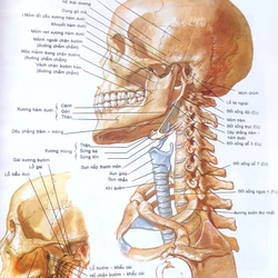 ATLAS GIẢI PHẪU NGƯỜI  541095