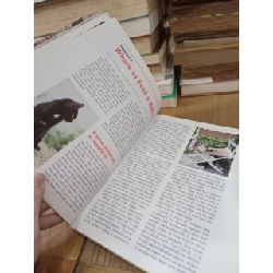 Before you buy that kitten - Phil Maggitti 753377