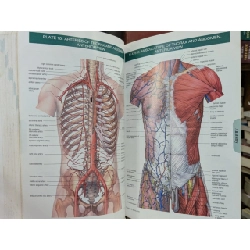 Stedman's Concise Medical Dictionary for the Healthy Professions 778101