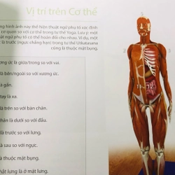 HƯỚNG DẪN VỀ GIẢI PHẪU CHỨC NĂNG TRONG YOGA CÁC CƠ CHÍNH TRONG YOGA  460439