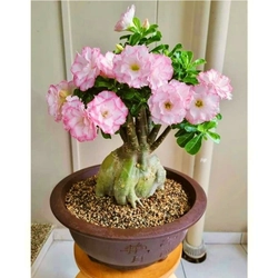 Hạt giống hoa sứ ghép hồng tiên Thái Lan nhiều tầng cánh nhọn - Bịch 10 hạt – Mã số 2081 335992