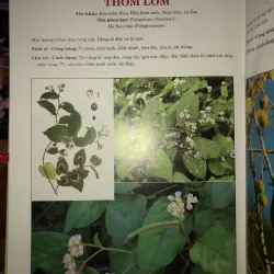 Thuốc Nam - Lương y Nguyễn Công Đức 763835