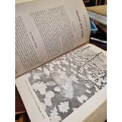 Godel, Escher, Bach : An Eternal Golden Braid - Douglas R. Hofstadter (Pulitzer Prize Winner) 361868
