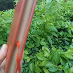 Lần theo dấu vết Ruồi Trâu của Evghenia Taratura 974271
