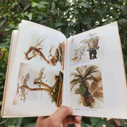 Bonsai Cây Kiểng Cổ - Trần Hợp 925345