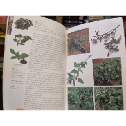 Asian Herbs & Spices