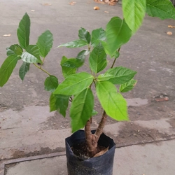 Cây sung ta, cây trong hình 504692