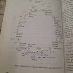 Vi sinh vật công nghiệp. Giảng viên Lê Xuân Phương ĐH KT Đà Nẵng. 608418