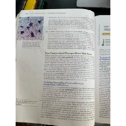 Psychology - Peter Gray 778083