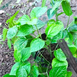 Chậu to cây lá lốt 478554