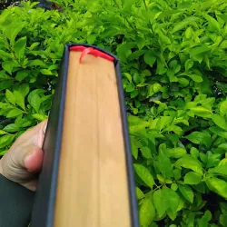 Sự phát triển của tư tưởng Việt Nam từ thế kỷ XIX đến cách mạng tháng Tám  960455