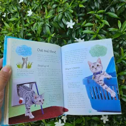 Cats and Kittens 995238