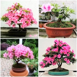 Hạt giống hoa đỗ quyên Bonsai – Bịch 10 hạt – Mã số 1556