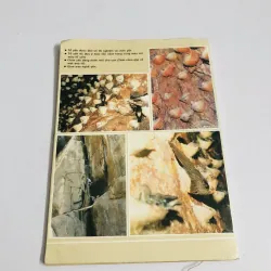 YẾN SÀO VÀ ĐỜI SỐNG CHIM YẾN HÀNG 749083