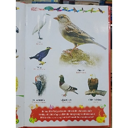 Từ điển tranh về các con vật - Minh Long 693420