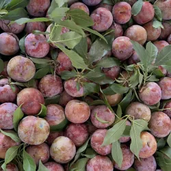 Mận hậu Sơn la  1009592