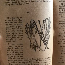 Cây thuốc gia đình - Đỗ Huy Bích  1010155