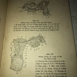 Sinh vật bổ túc văn hoá 994855