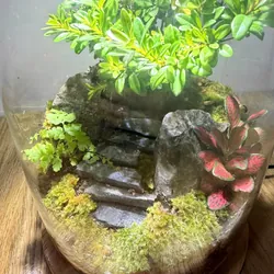 Bể terrarium nhà Xanh Zone 1063219