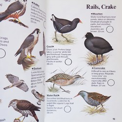 Usborne Spotter's Guides: Birds 71623