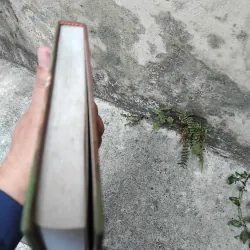 Tăng San bốc dịch  1033256