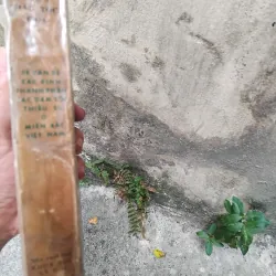 Về vấn đề xác định thành phần các dân tộc thiểu số ở miền Bắc Việt Nam  1019173