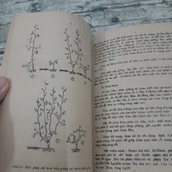 Kỹ thuật trồng tiêu. Chủ biên Phan Hữu Trinh. NXB Nông nghiệp 1988 695444