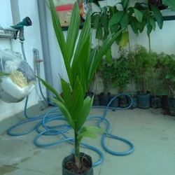Cây cau ăn trái, cây giống, như hình ảnh 78132