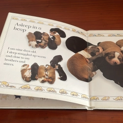 PICTURE BOOK Puppy 536725