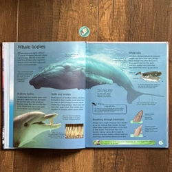 [Bìa cứng] Usborne Discovery: WHALES AND DOLPHINS 224295