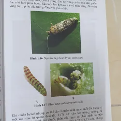 CÔN TRÙNG NHỆN GÂY HẠI CÂY ĂN TRÁI....  799628