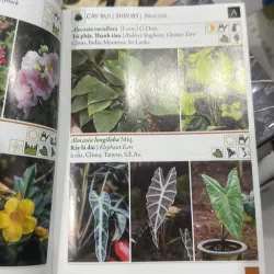 500 loài cây thường dùng trong thiết kế cảnh quan 929827