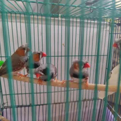 Chim manh manh Nhật trống bông cúc tóc xù - tuổi sinh sản - khoẻ mạnh 994747