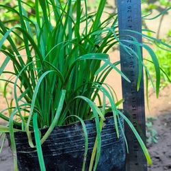Chậu cây hẹ 478558