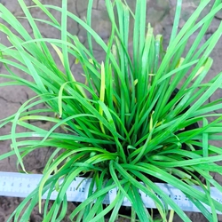 Chậu cây hẹ 478558