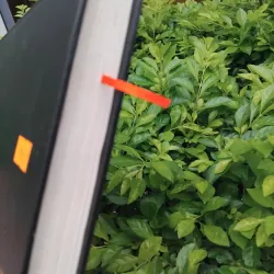 Truyện ngắn Lỗ Tấn  994783