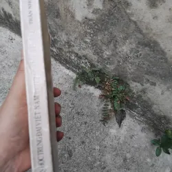 Văn học trung đại Việt Nam dưới góc nhìn văn hóa của GS Trần Nho Thìn  1022805